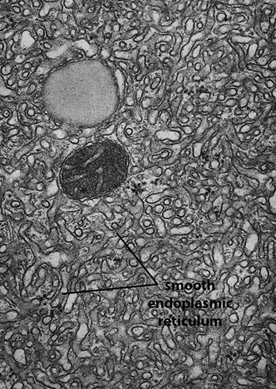 biol-230-lecture-guide-electron-micrograph-of-rough-endoplasmic-reticulum